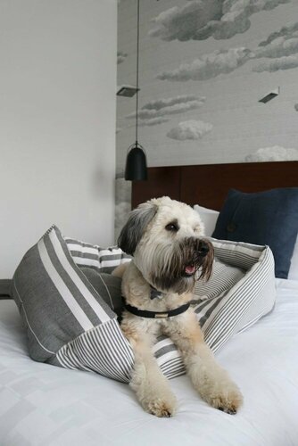 The Walper Hotel, part of JdV by Hyatt, Prenota Hotel Hotel business a Ontario, 4* 5*