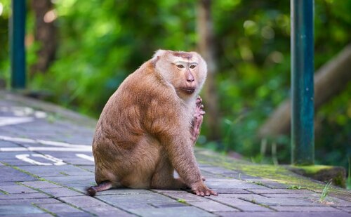 Sleep Room Guesthouse Phuket, 予約 ホテル Ban Phlu Yai プーケット島