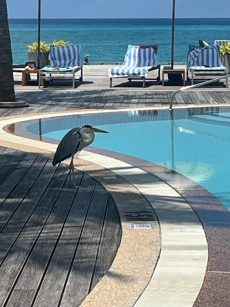 Kuredu Resort and SPA