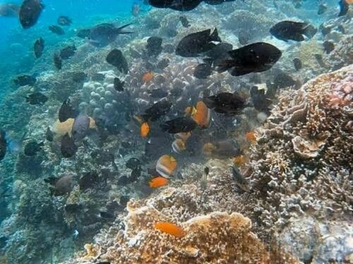 Moalboal Tropics