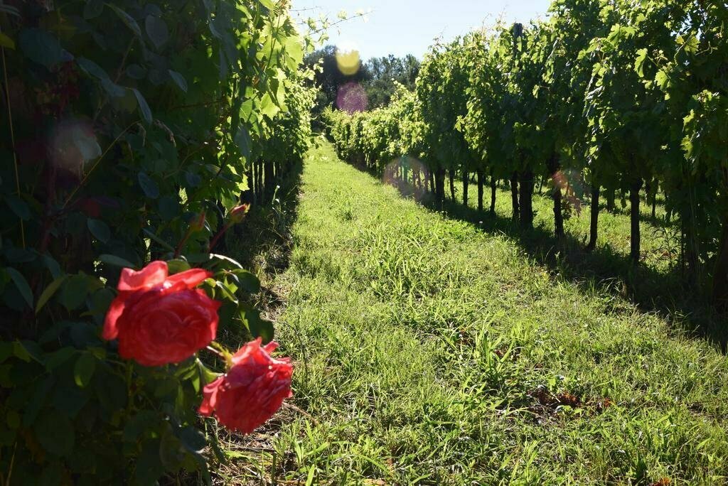 Agriturismo Podere Villa Alessi Di Giacomin Ivano & C. SAS
