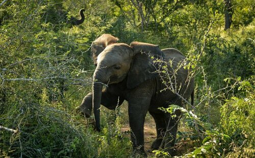 Lion Sands Ivory Lodge, Забронировать Отель Скукуза Национальный парк Крюгера