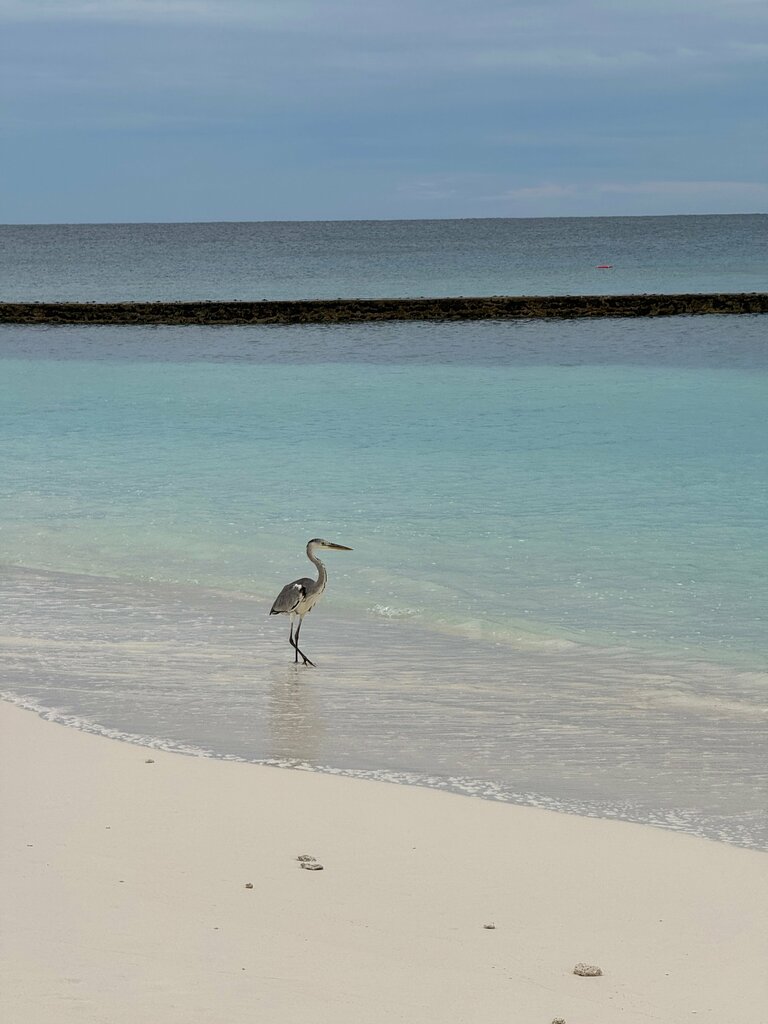Veligandu Maldives Resort Island