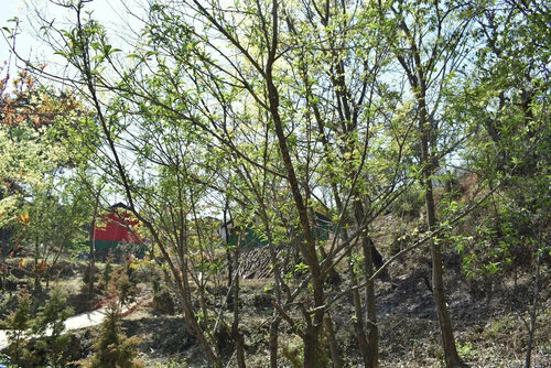 New Lagoon Stay, Book Feriehus Pangot Uttarakhand