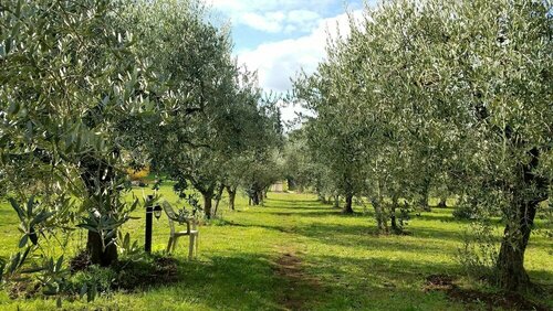 Olive Tree Hill, Rezervați Casă de vacanță Zagarolo Lazio