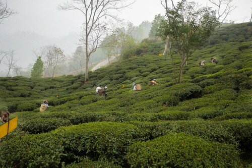 Amã Stays & Trails Puttabong Cottage, Darjeeling, Забронировать Вилла Дарджилинг East Zone