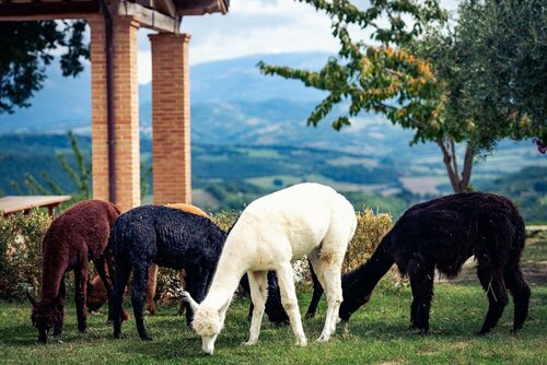 Agriturismo Il Beccafico Alpaca, Book Feriehus Mengara Umbrien