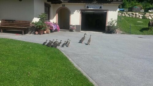 Urlaub am Bauernhof Familie Harald Gänser, Varaa Hotelli Murau 