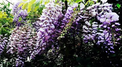 Craighall Garden, Buchen Sie Pension Johannesburg Gauteng
