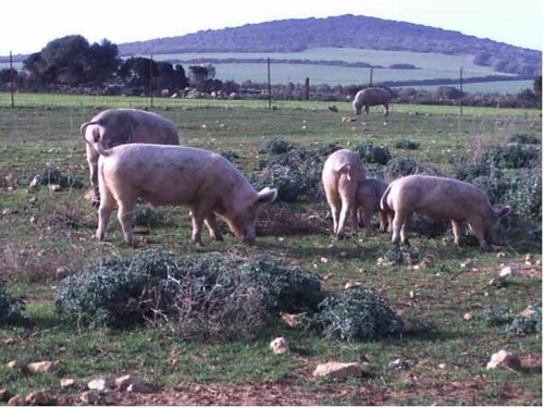 Agriturismo Cuile de Molino, Забронировать Отель Порто-Торрес Sardinia North