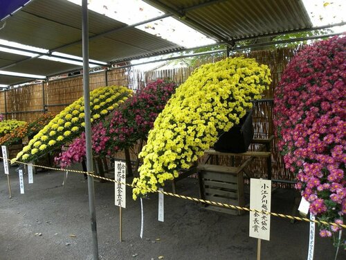 Guest House Cat, Buchen Sie Pension Kawagoe Saitama