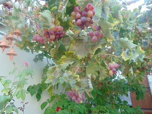 Charalambos Holiday Cottage, Buchen Sie Ferienhaus Cottages in Kalavasos, Cottage