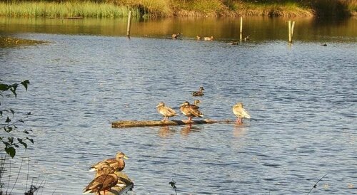 Vakantiepark Witterzomer Assen, Book Hotel Hotels in Assen with Parking, Parking