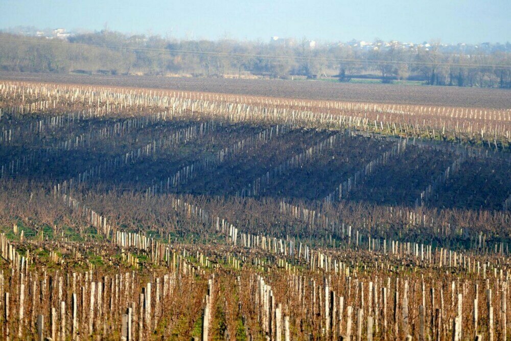 Chateau Marojallia