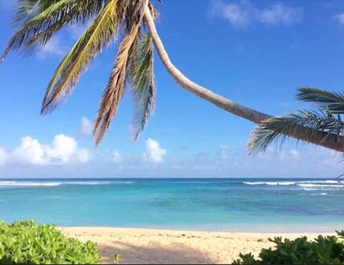 Palms at Pelican Cove