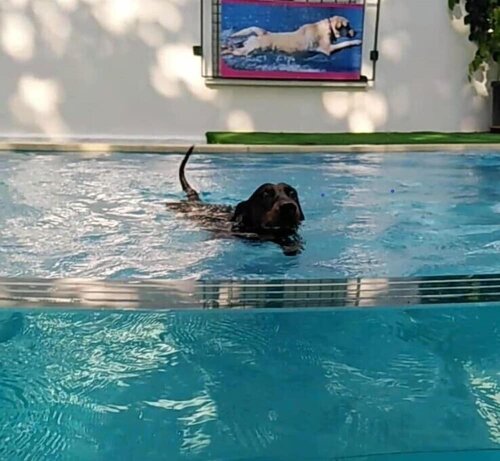 Kristalex Pet Friends Hotel, Забронировать Отель Отели Чезенатико 3 звезды, 3*