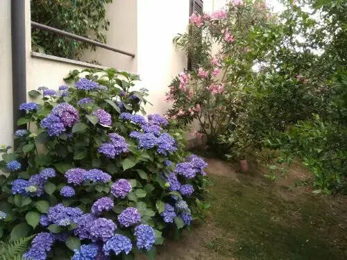 B&B Il Glicine Di Basiglio, Réserver Chambre d'hôtes Basiglio Lombardie