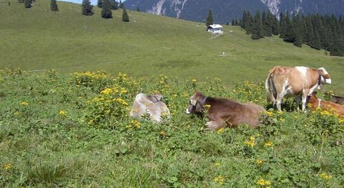 Gintherhof Bauernhof, Reservar Casa de hóspedes Hotéis em Reutte com estacionamento, Estacionamento