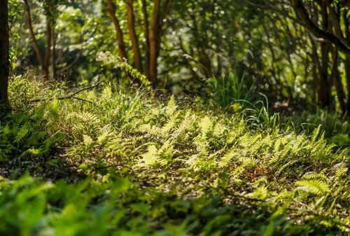Grow Tree Glamping, Réserver Camping Dahu Miaoli County