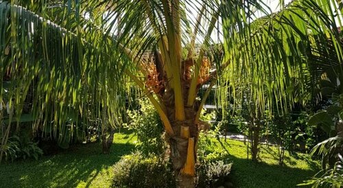 Amapola Resort, Забронировать Курортный отель Хако Пунтаренас