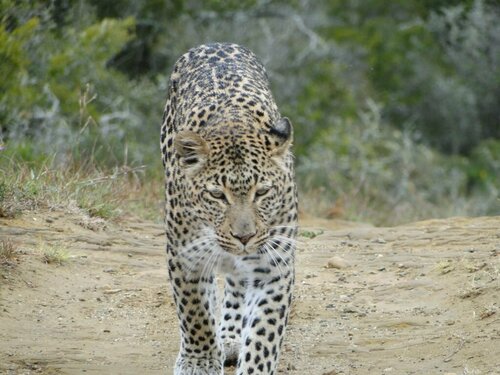 Quatermain's 1920's Safari Camp, 예약 텐트 Amakhala Game Reserve Alexandria