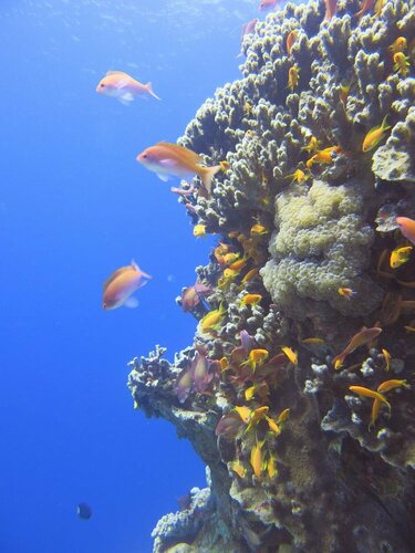 Red Sea Dive Center, Book Hotel King Hussein International Airport Akaba