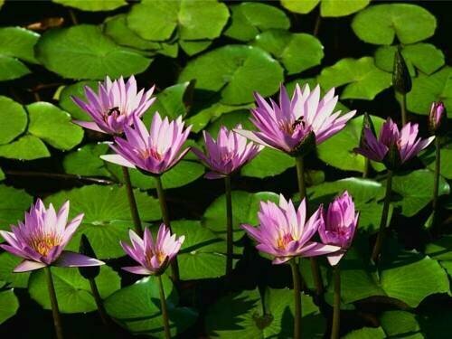 Pousada Parque das Flores Campos do Jordão, Забронировать Гостевой дом Гостевые дома Кампус-ду-Жордана, Гостевой дом