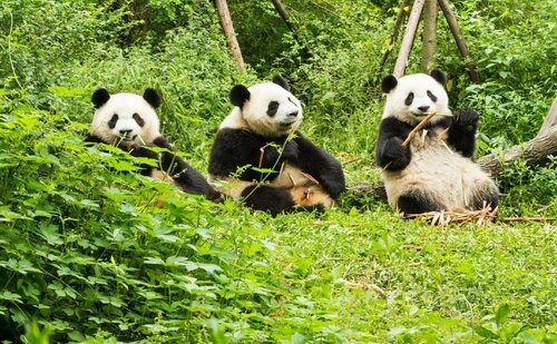 Panda Club Jiaotong University Branch, Забронировать Отель Чэнду Сычуань, рядом с Chengdu International Exhibition Centre