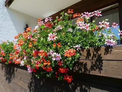 Pension Hohenrainer, Book Hotel Ehenbichl Reutte