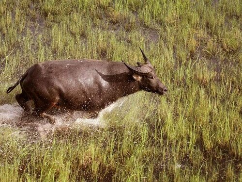 Wildman Wilderness Lodge, Забронировать Дом для отпуска Пойнт Стьюарт Северная Аделаида
