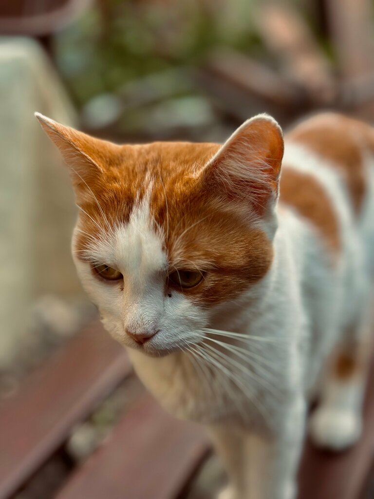 დარია