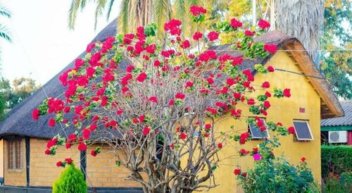 Anina's Executive Lodge, Book Feriehus Billige hoteller i Lusaka