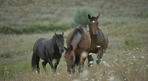 Agriturismo Renello, Reserva ahora Agroturismo Hoteles en Crete Senesi con desayuno, Desayunos
