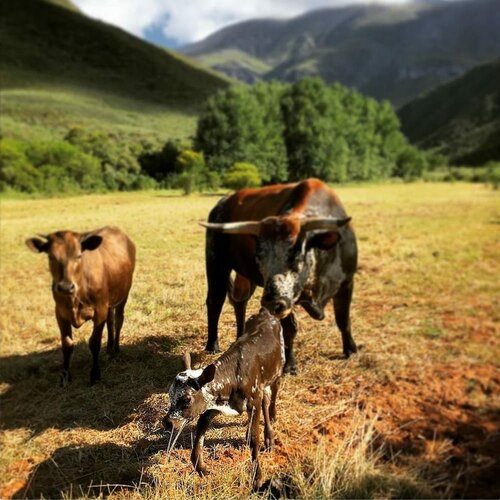 AfriCamps at Pat Busch, Book Telt Robertson Western Cape