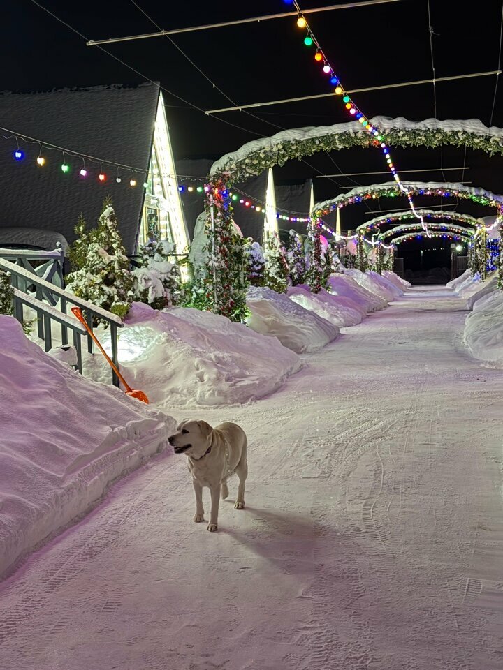 Моя Мечта