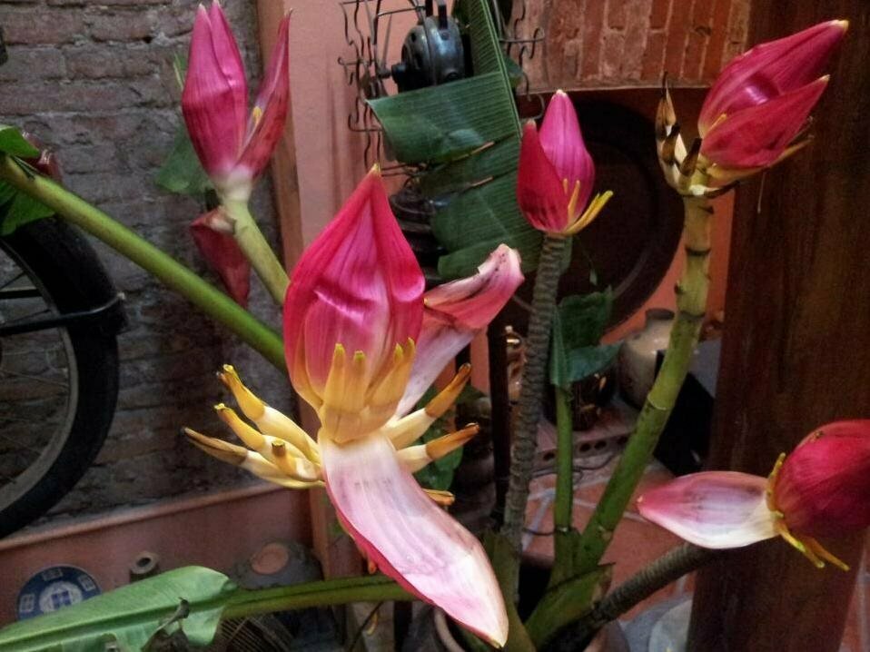 Hotel Garden Queen