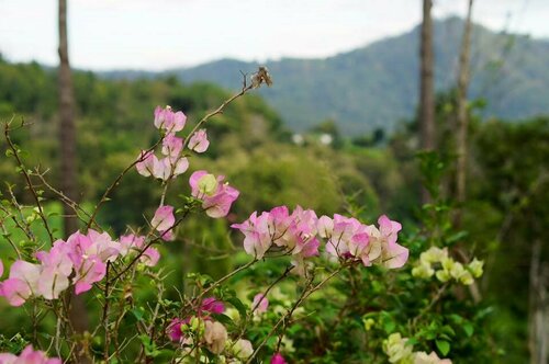 Phu Pha View Doi, Забронировать Отель Отели Самоенг с завтраком, Завтраки