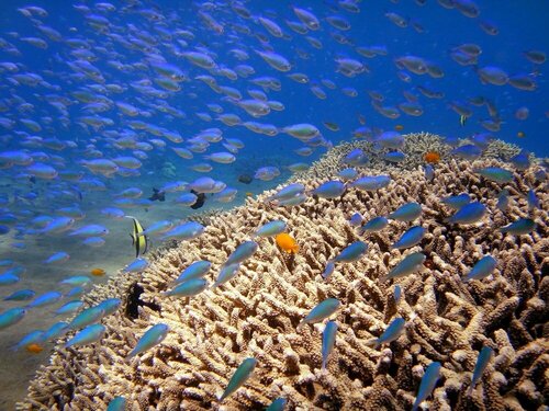 Arya Amed Beach Resort and Dive Center, Prenota Hotel Hotel a Bali con parcheggio, Parcheggio