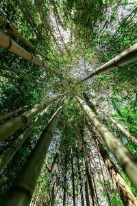 Songbirds Rainforest Retreat