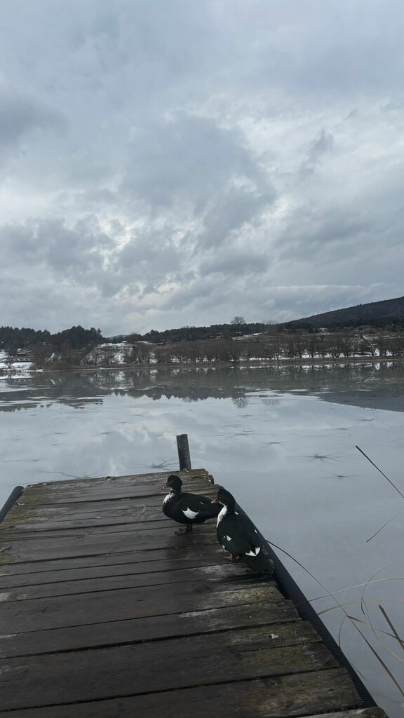 Gököz