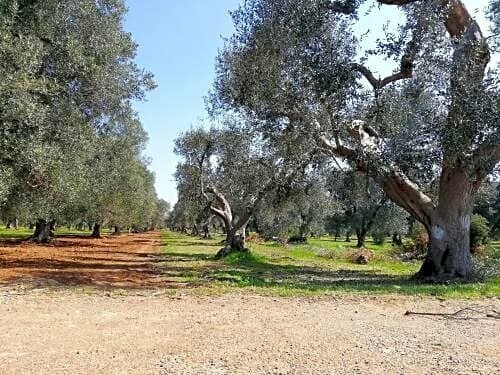 La Gemma del Sud, Rezervasyon Otel Avetrana Salento