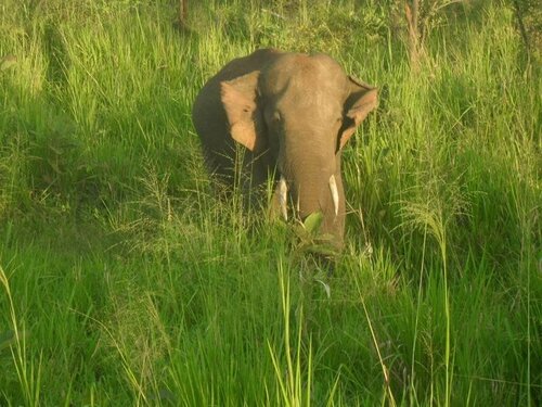Sanoga Resort Habarana, Забронировать Курортный отель Недорогие отели Округа Галле, недорогие