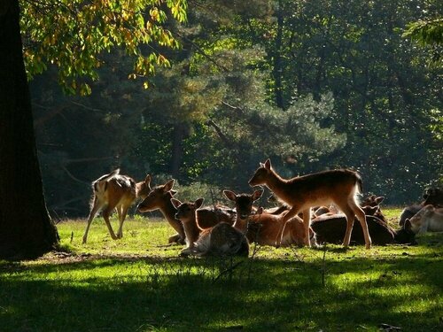 Blick zum Maimont, Забронировать Отель Отели Palatinate Forest с завтраком, Завтраки