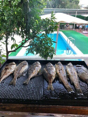 Biodenge Hotel, Book Hotel Armutlu Marmara Region