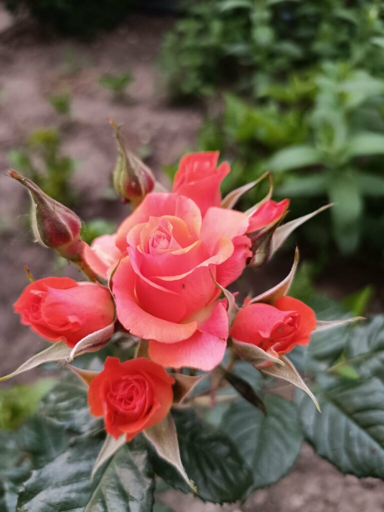 Есения