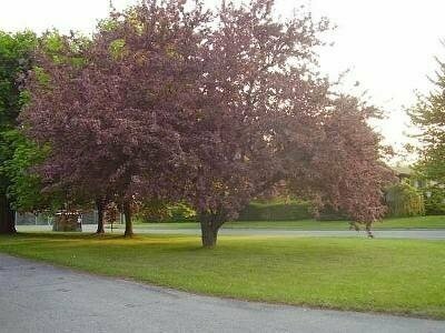 Niagara-on-the-Lake Furnished Rentals, Забронировать Гостевой дом Гостевые дома Ниагарского винодельческого региона, Гостевой дом