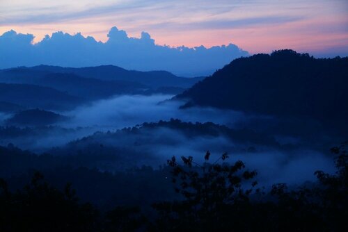Green Trees Munnar, Book Hotel Anachal New Delhi