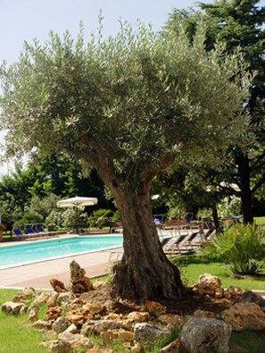 Best Western Plus Soave Hotel, Prenota Hotel Hotel a Veneto con piscina, Piscina