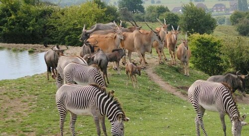 Pinewood - At Port Lympne Reserve, Réserver Camping Hythe Kent Downs