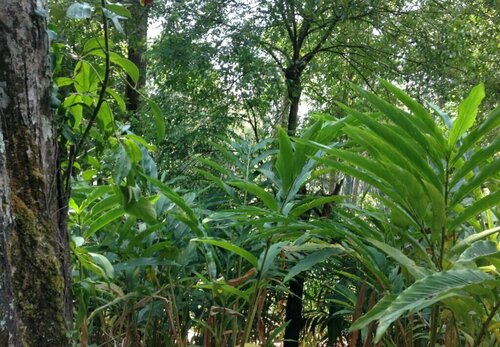 Chai Guest House Munnar, Book Pension Munnar New Delhi